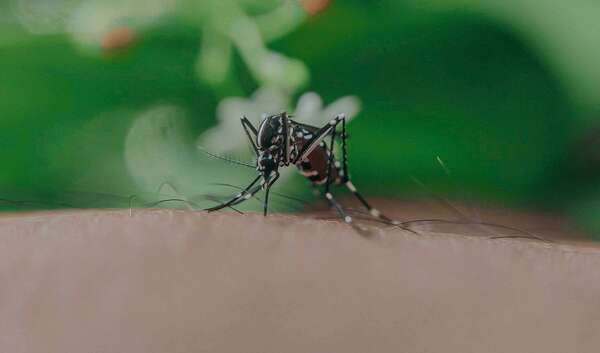 Comment remédier aux moustiques avec la naturopathie