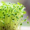 Graines germées alfalfa