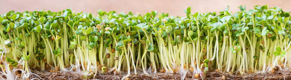 Les graines germées : petites pousses, grands bienfaits