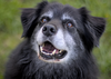 Vétérinaire examinent chien et chat communication animale