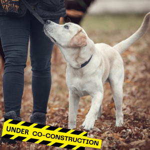 La co-construction en dressage de chiens de compagnie
