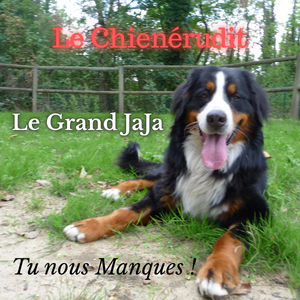 Faire le deuil de son chien de compagnie