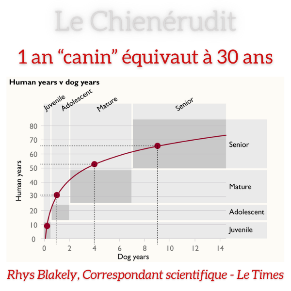 1 an "canin" équivaut à 30 ans 