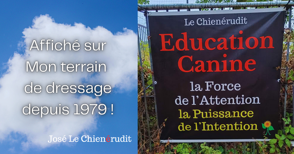 La Force de l’Attention et la Puissance de l’intention en éducation canine