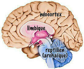 La théorie du cerveau triunique