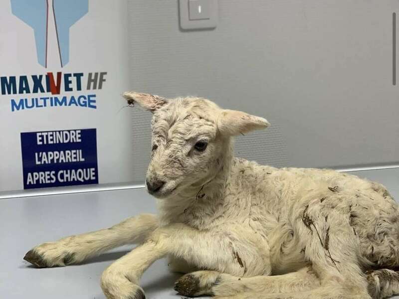 brebis20221229-3658758-118cxpr