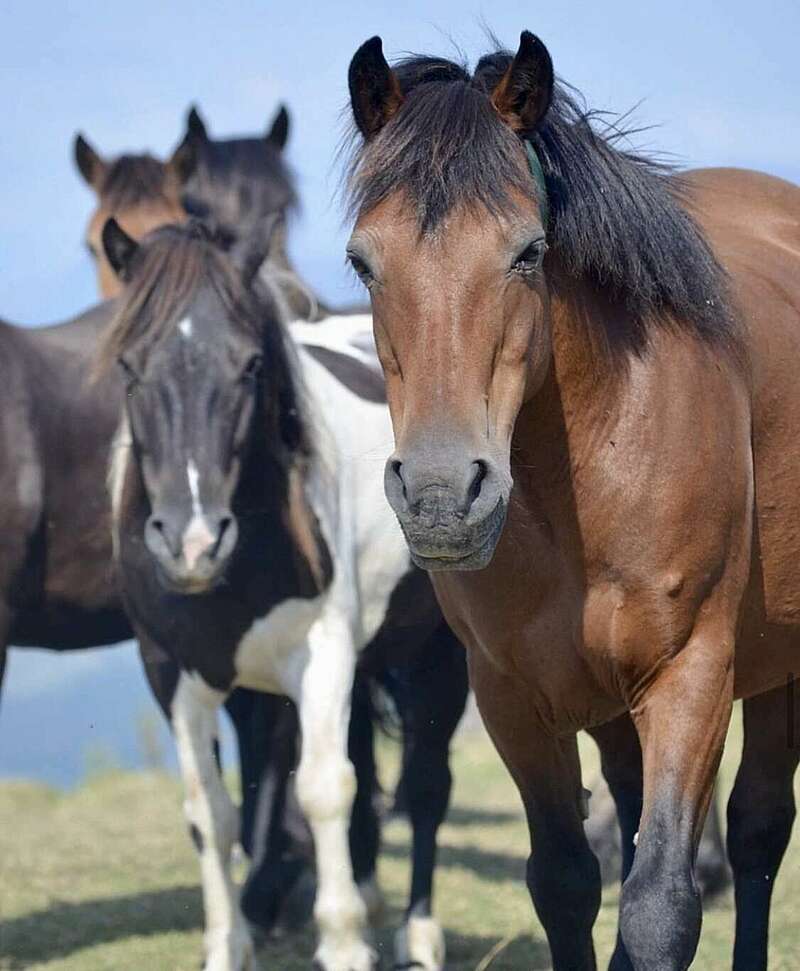 chevaux20221229-3658758-bo7q9v