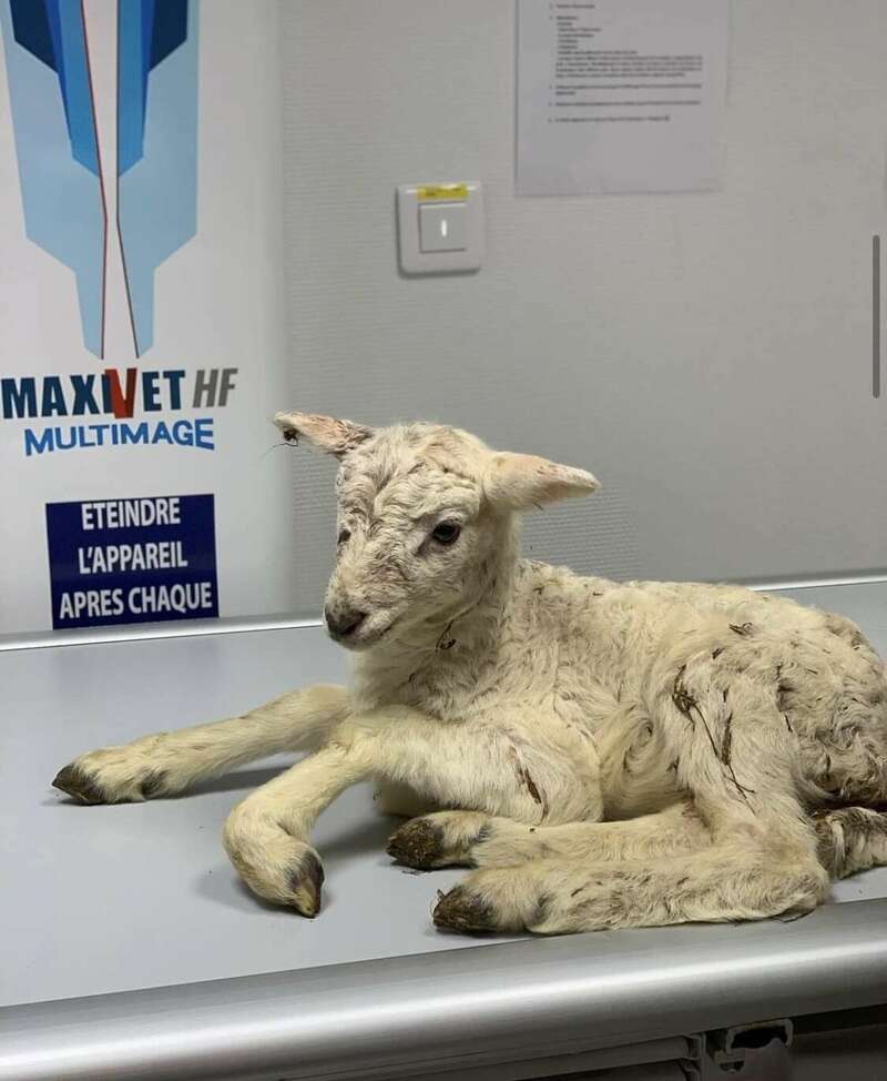 brebis20221229-3658758-118cxpr