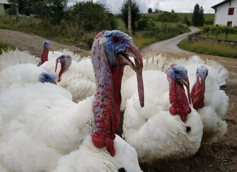 dindon20221229-3658758-yn12m2