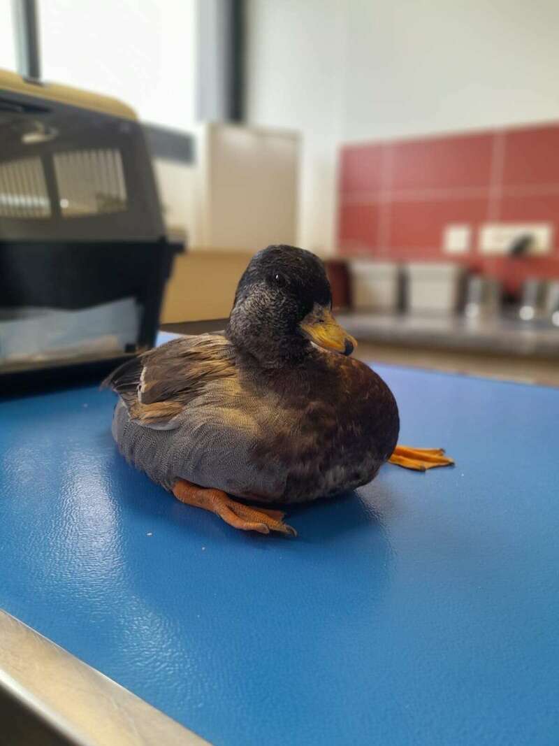 9901f4a3-dad3-46f9-a17b-e1debec78842