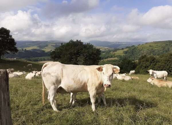 Dermatose nodulaire contagieuse: Infos techniques et scientifiques