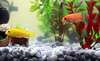 aquarium eau de pluie