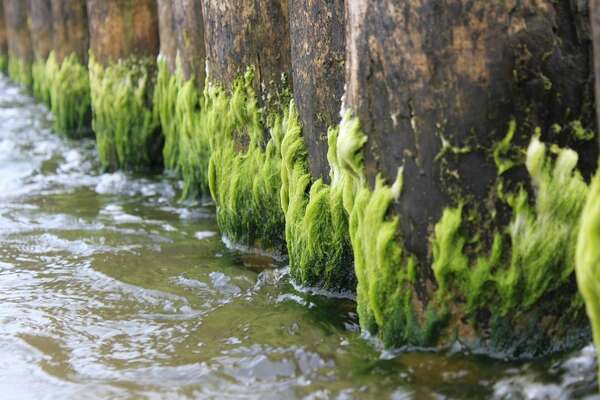 Algues dans une citerne d’eau de pluie : causes, prévention et solutions efficaces