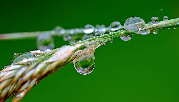 Récupérateur d’eau de pluie : comment éviter tout risque d’invasion de moustiques ?
