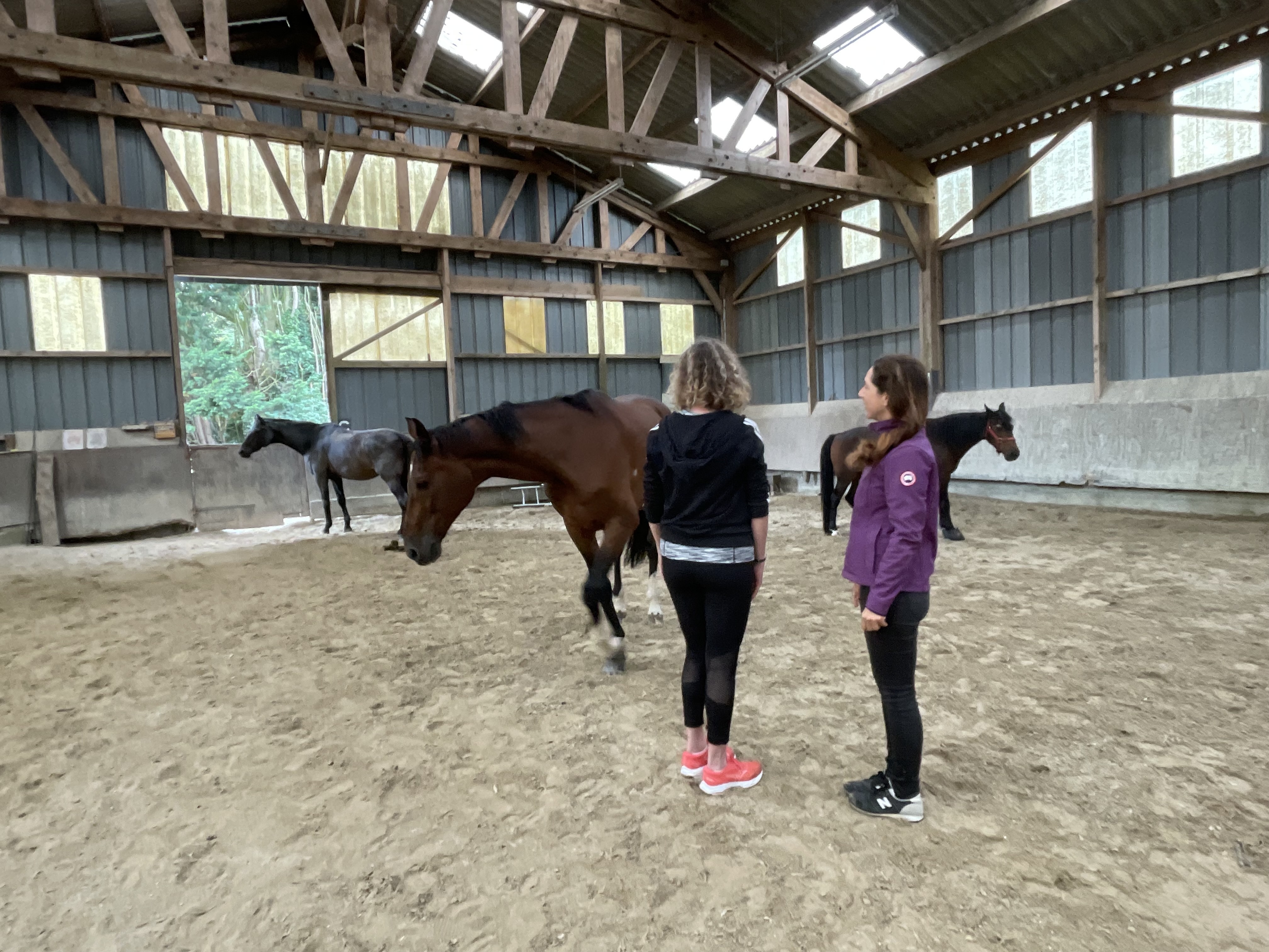 Exercices de sophrologie avec chevaux, sécurité et bienveillance