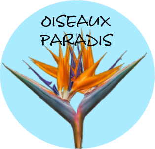 Logo Centre de bien-être Oiseaux Paradis
