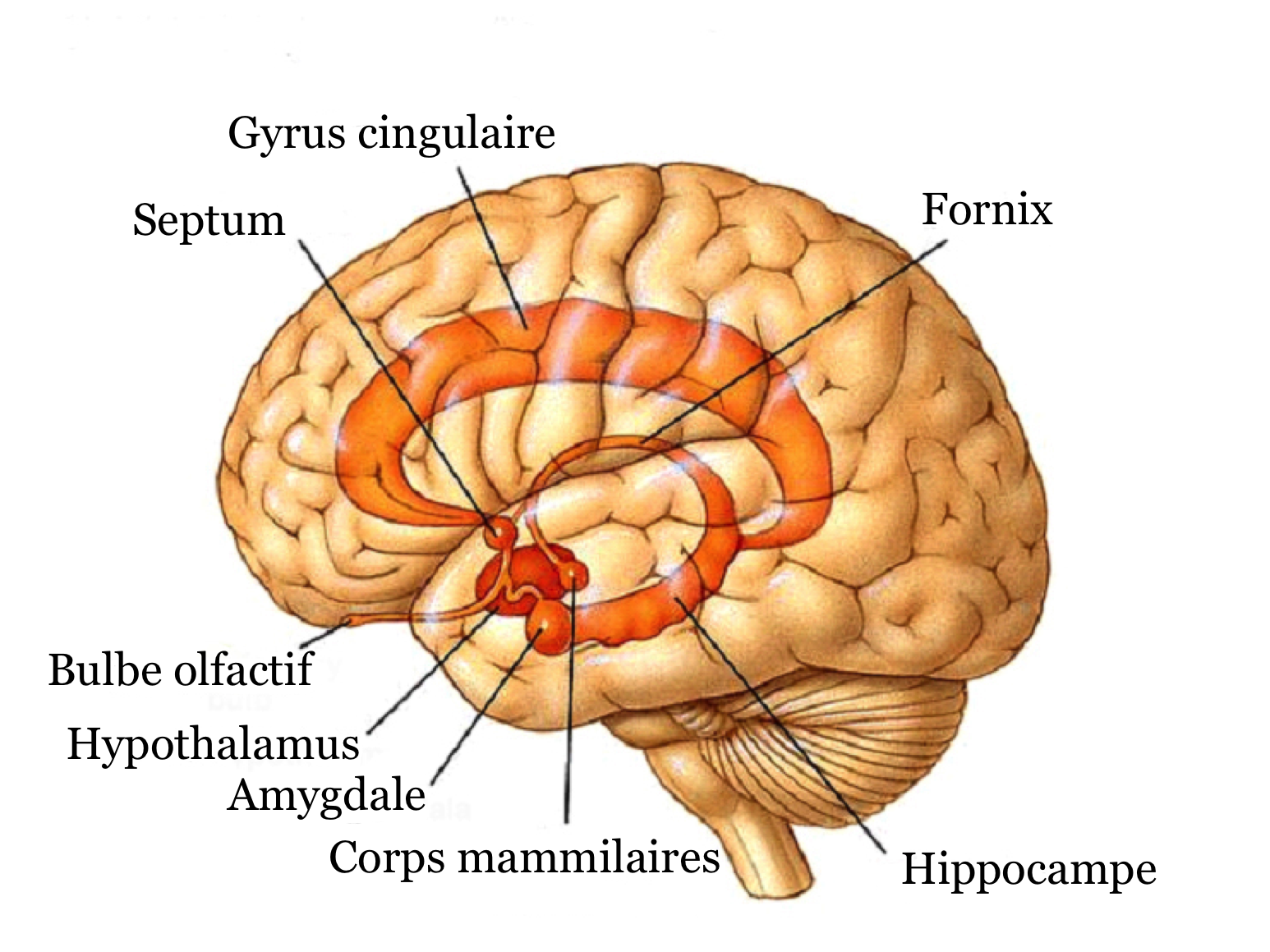Stress chronique et cerveau : que se passe-t-il vraiment dans notre tête