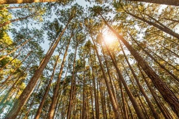 Taux réduit de TVA pour les travaux sylvicoles et d’exploitation forestière : ça continue