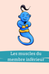 fiches anatomie muscles du membre inférieur