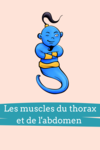 fiches anatomie muscles duthorax et abdomen
