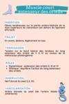 anatomie muscle court extenseur des orteils 