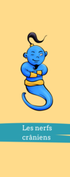 fiche anatomie nerfs craniens télécharger je suis un génie
