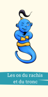 fiche d'anatomie os tronc et rachis