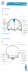 fiche anatomie je suis un genie frontal