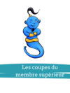 fiche-anatomie-membre-superieur coupes je suis genie