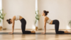 chat vache yoga dos