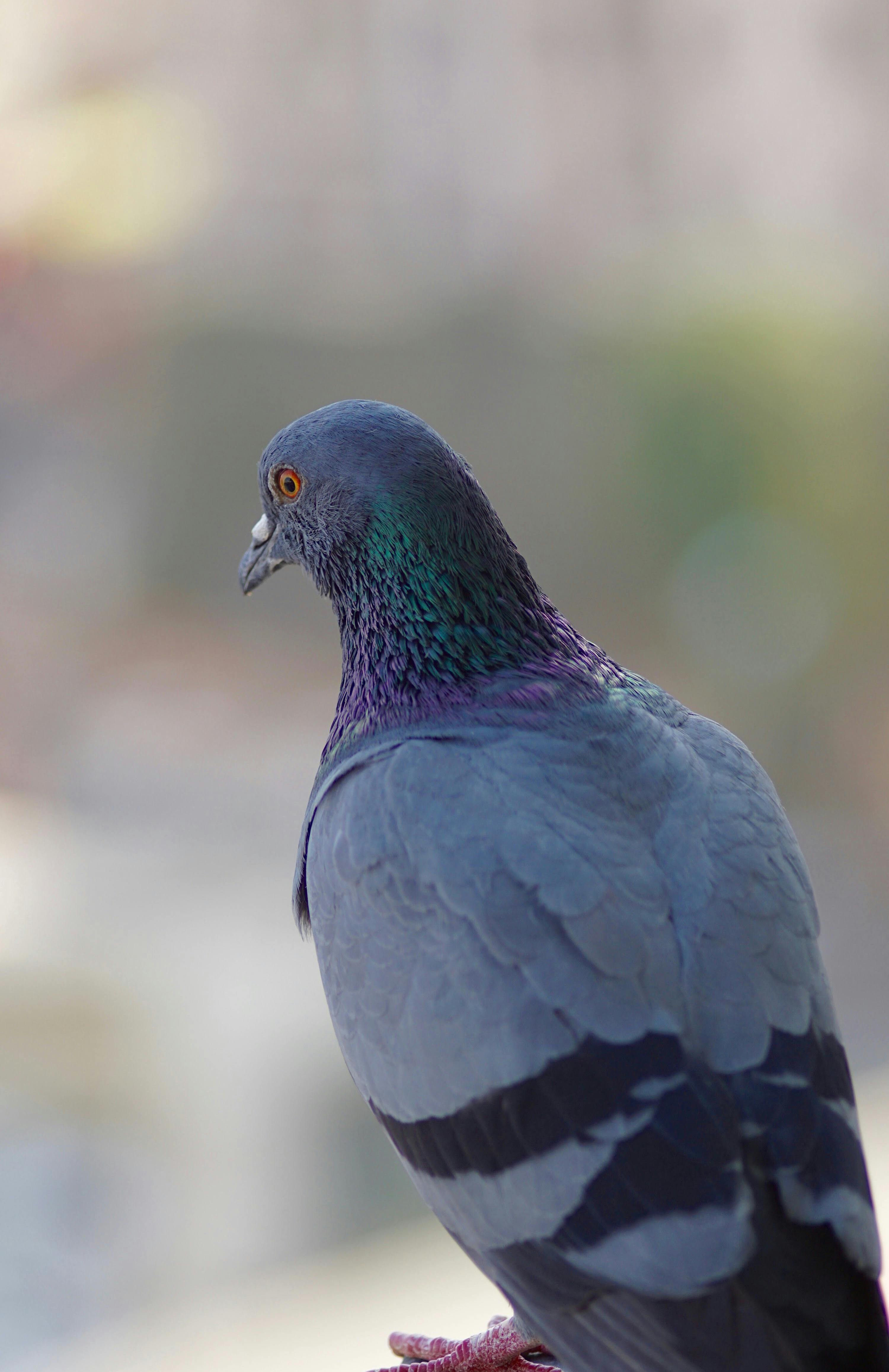 Dispositifs anti-pigeons à Neuilly-sur-Seine
