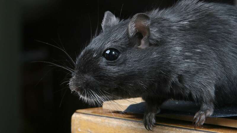 Rats - Les nuisibles que nous traitons