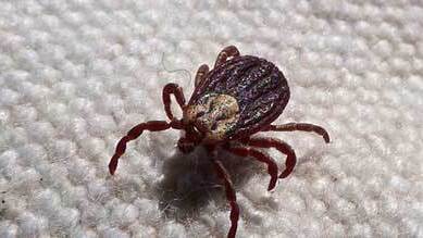 Mites - Les nuisibles que nous traitons