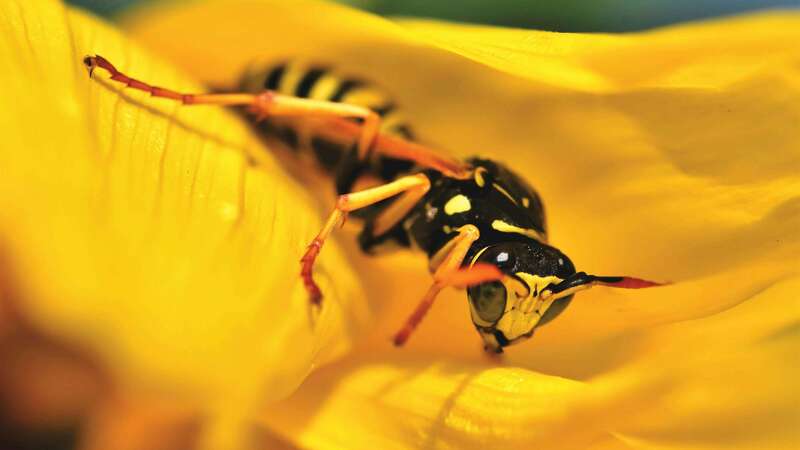 Guêpe - Les nuisibles que nous traitons