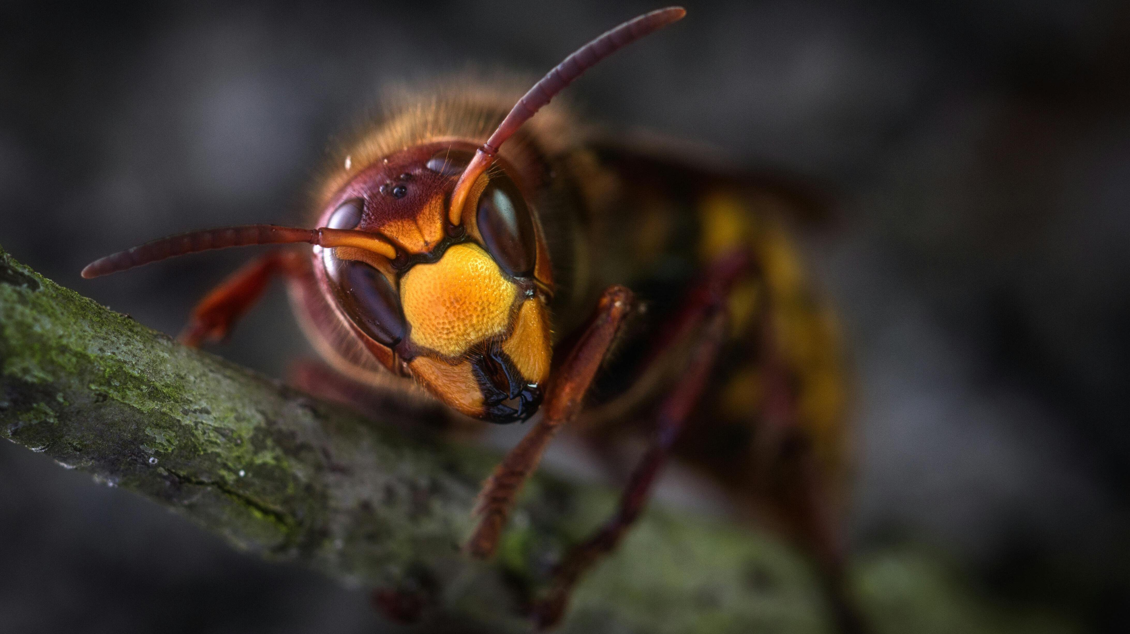 Frelons - Les nuisibles que nous traitons