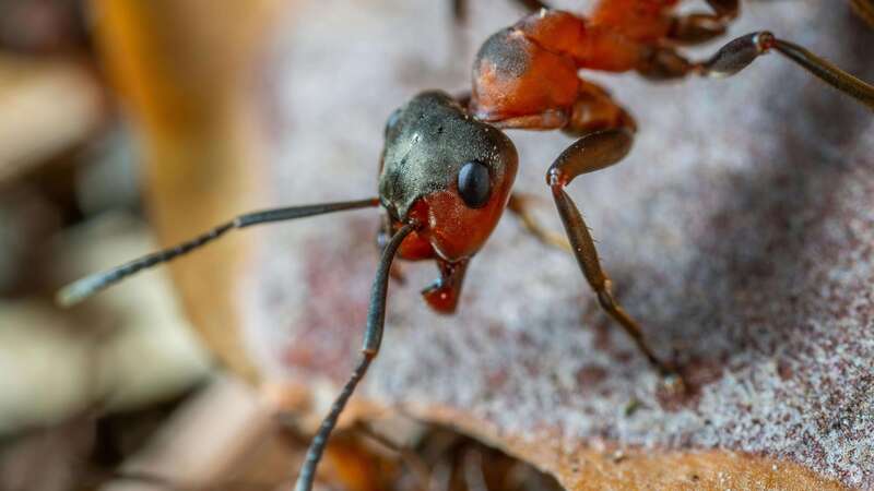 Fourmis - Les nuisibles que nous traitons