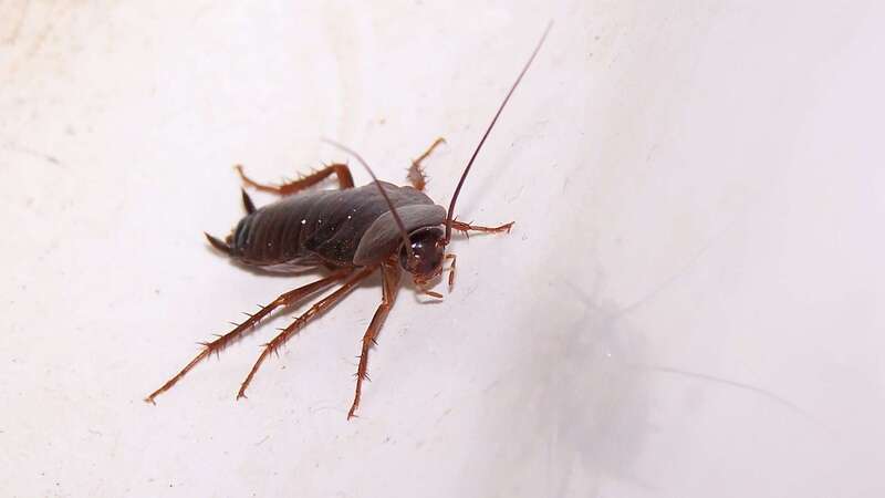 Élimination des cafards et blattes Ile-de-France