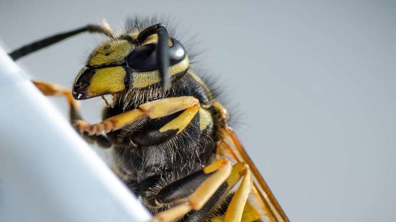 Guêpes et frelons : une intervention sécurisée Ile-de-France