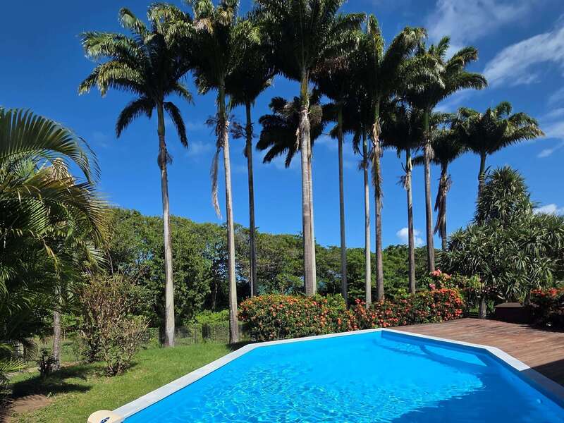 piscine_courbet_et_palmiers_royaux_