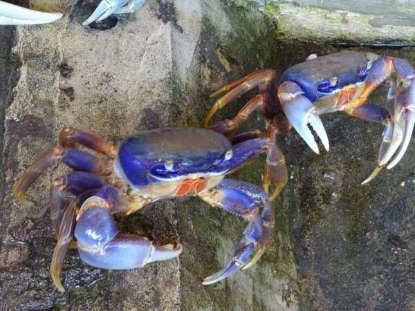 Pâques en Guadeloupe: ici, pas de cloches...mais des crabes!