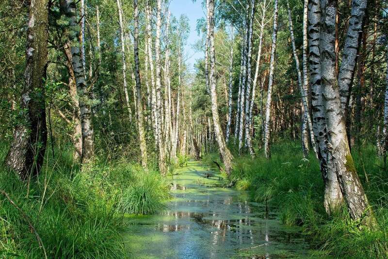 birch-trees-4480062_1920