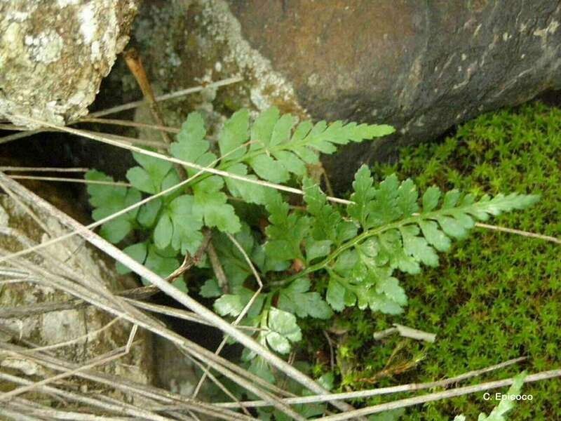 doradille_noir_asplenium_adiantum_nigrum