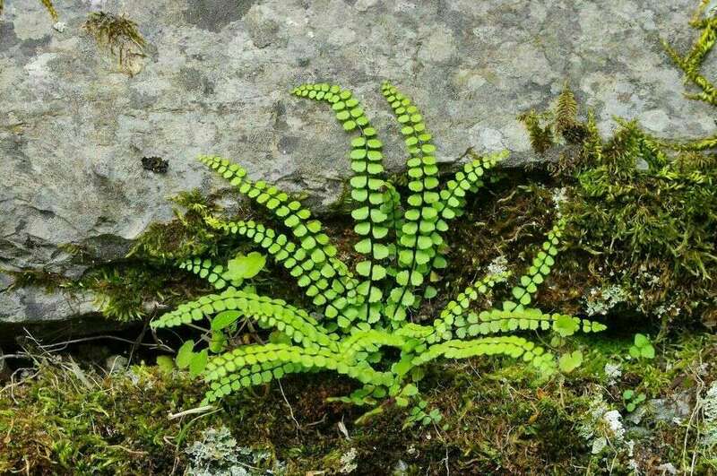capillaire_des_murs_asplenium_muralis
