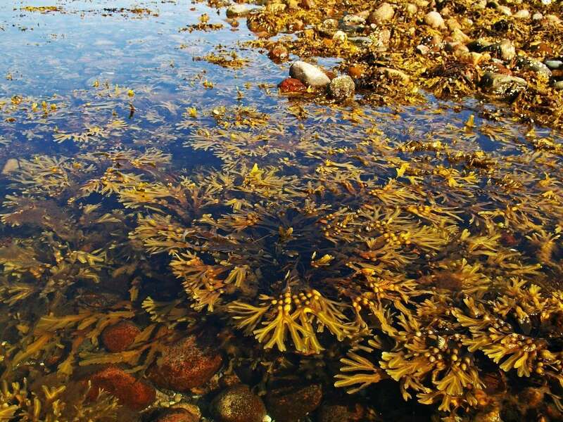 proxy-bc92f6fe327efe764a5329d42016db45-og20210824-976427-1pcfjzz