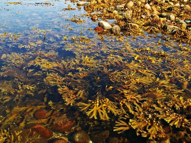 proxy-bc92f6fe327efe764a5329d42016db45-og20210824-976427-1pcfjzz