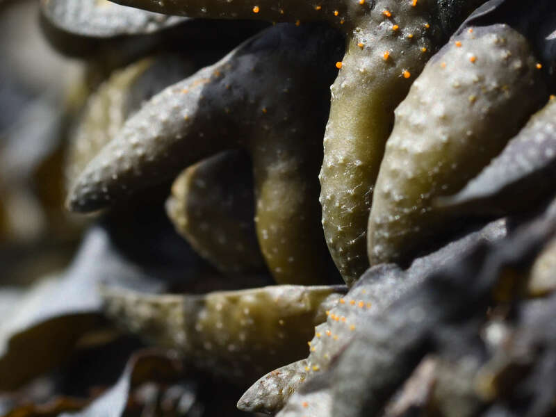 24_fucus_organes_reproduction