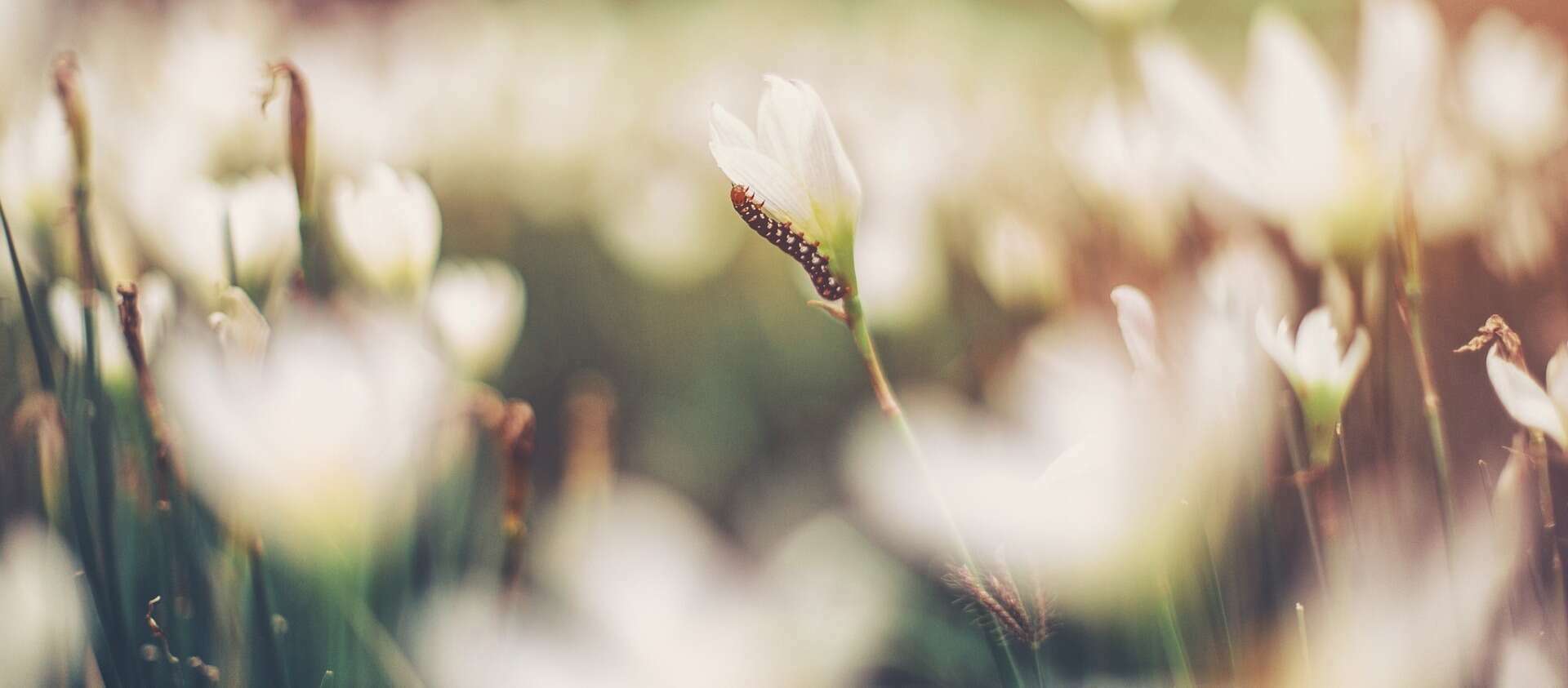La Chouette d'Or - petit gite