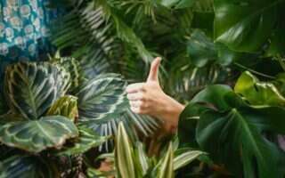 To succeed in your projects, down with optimism