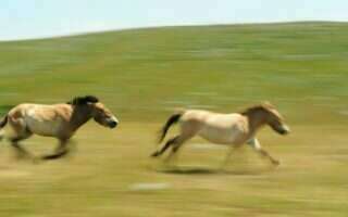 Sustainable development and Przewalski's horses