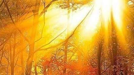 The Light-Falling Tree : Regeneration